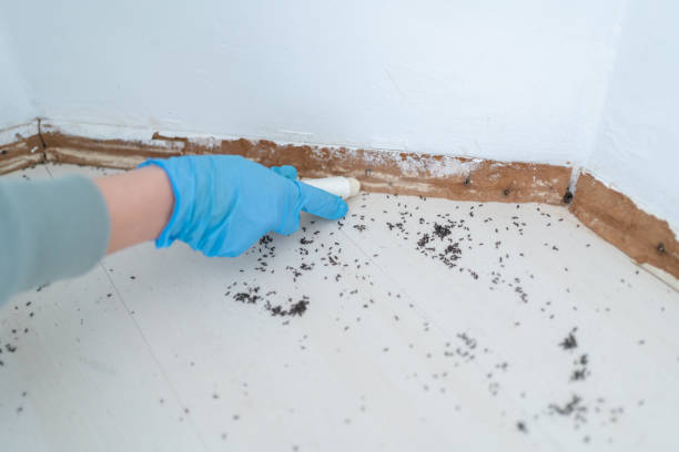 Best Cockroach Control Services  in Kaufman, TX